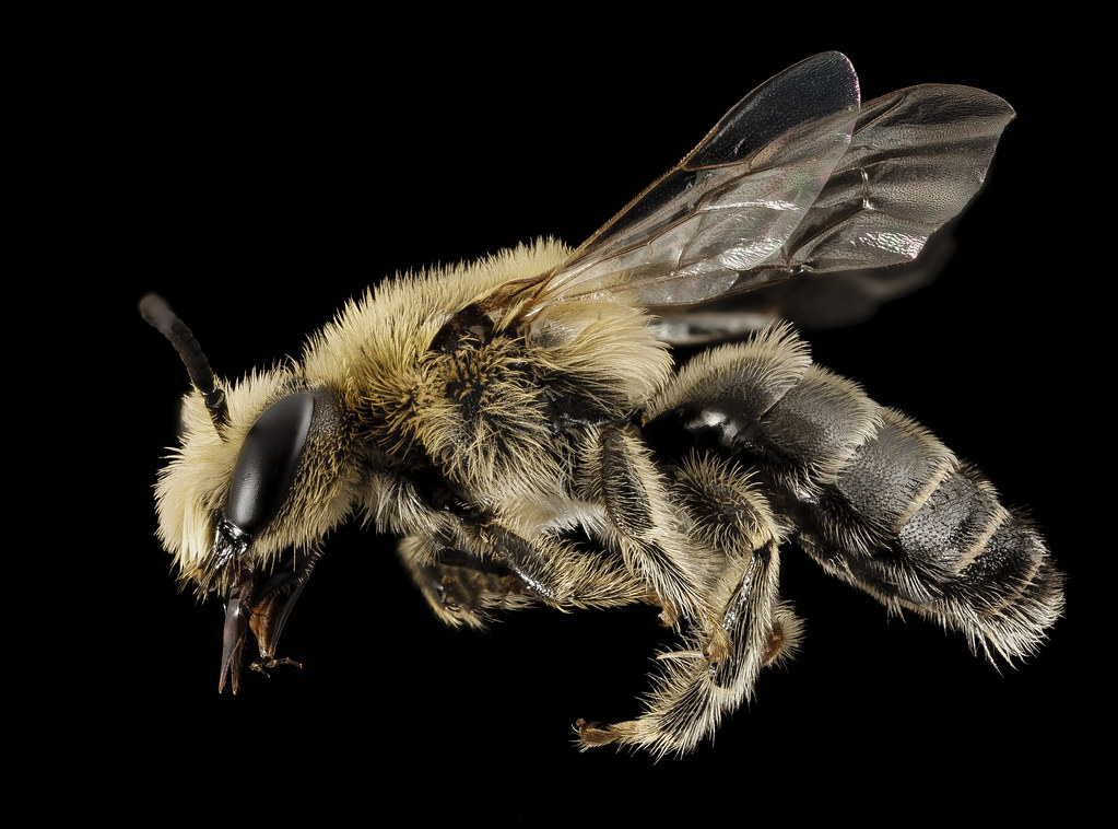 Melitta americana, m, ga, baker, side_2015-01-08-16.50.56 ZS PMax — Photo by Sam Droege