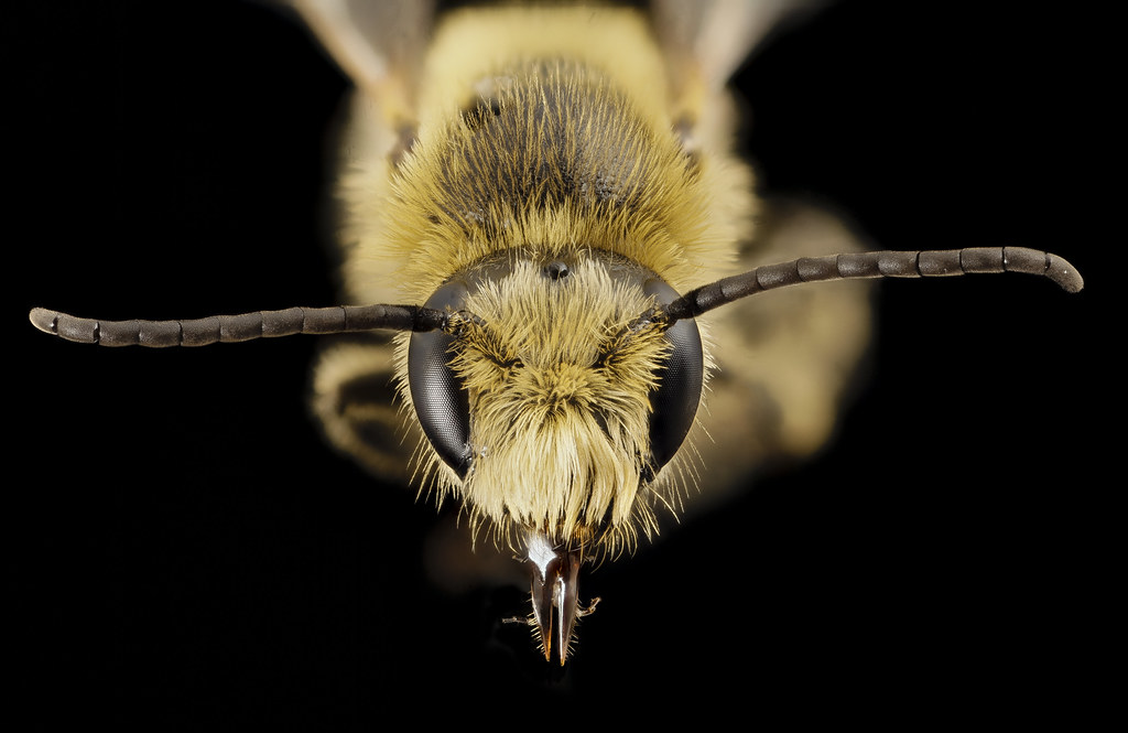 Melitta americana, m, ga, baker, face_2015-01-08-16.45.29 ZS PMax — Photo by Sam Droege