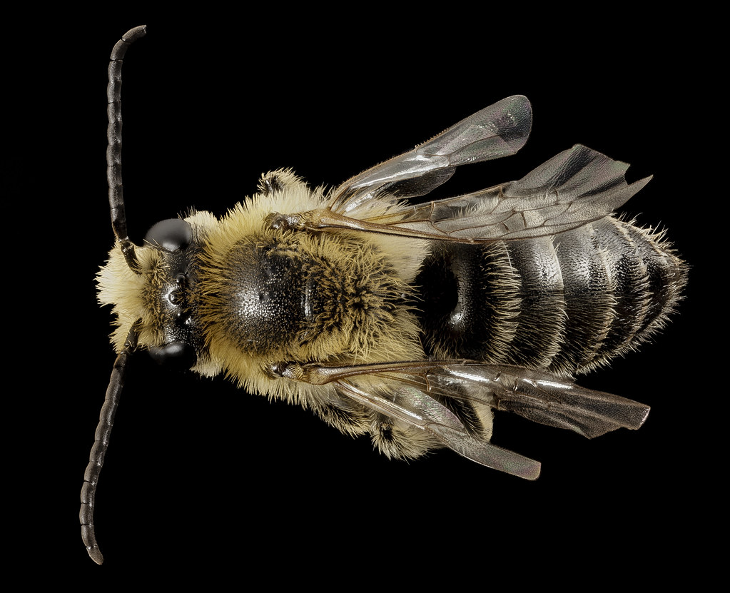 Melitta americana, m, ga, baker, back_2015-01-08-16.39.18 ZS PMax — Photo by Sam Droege